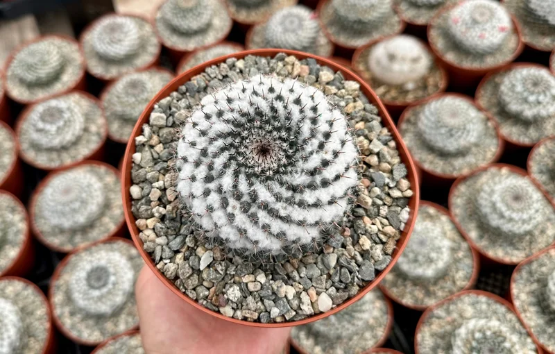 Mammillaria Chionocephala Live Plant - Snowball Cactus, Powder Puff Cactus in 4-6 inch Pot - Image 1