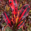 Mammy Croton Live Plant – Codiaeum Variegatum – 4 Inch Pot – Indoor/Outdoor - Image 1