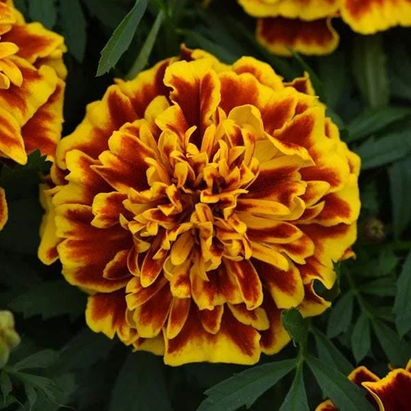 Marigold Live Plant Seedling Plug - Well-Rooted, Ready to Transplant, 1-inch Pot - Image 2