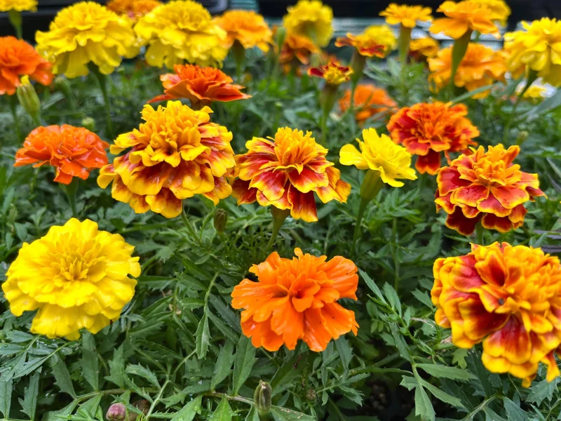 Marigold Live Plant Seedling Plug - Well-Rooted, Ready to Transplant, 1-inch Pot - Image 3