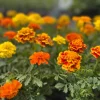 Marigold Live Plant Seedling Plug - Well-Rooted, Ready to Transplant, 1-inch Pot - Image 1