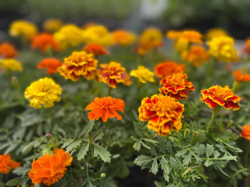 Marigold Live Plant Seedling Plug - Well-Rooted, Ready to Transplant, 1-inch Pot - Image 1