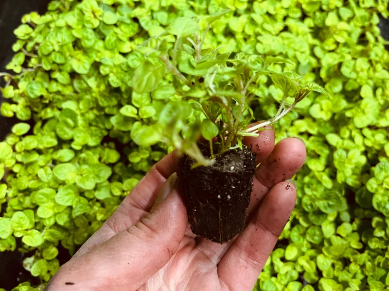 Marjoram Live Herb Plant Starter - Mediterranean Culinary & Apothecary Use - Image 2