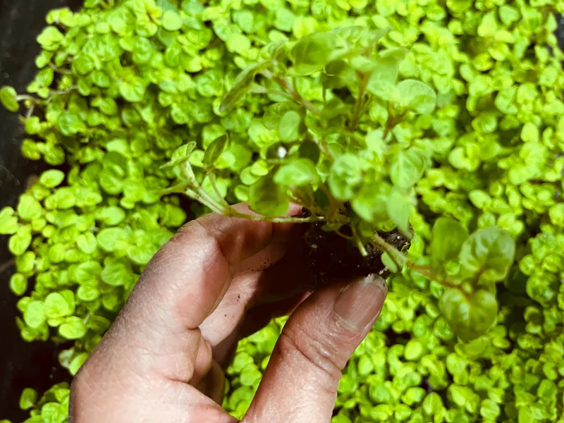 Marjoram Live Herb Plant Starter - Mediterranean Culinary & Apothecary Use - Image 4