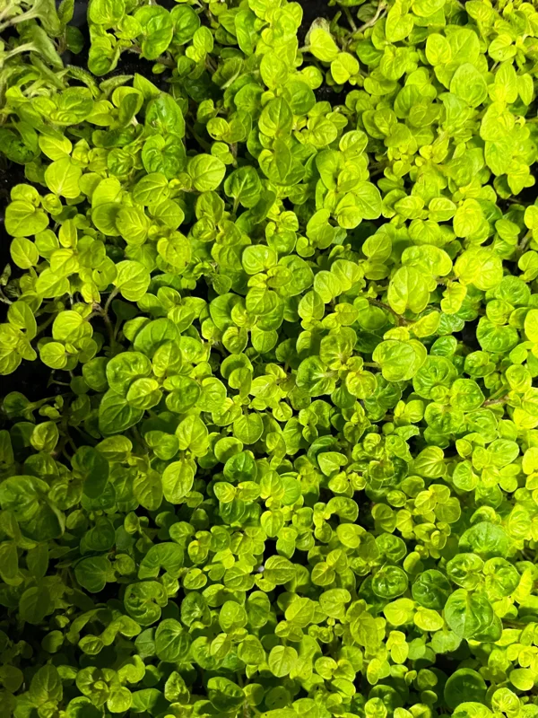 Marjoram Live Herb Plant Starter - Mediterranean Culinary & Apothecary Use - Image 5