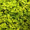Marjoram Live Herb Plant Starter - Mediterranean Culinary & Apothecary Use - Image 1