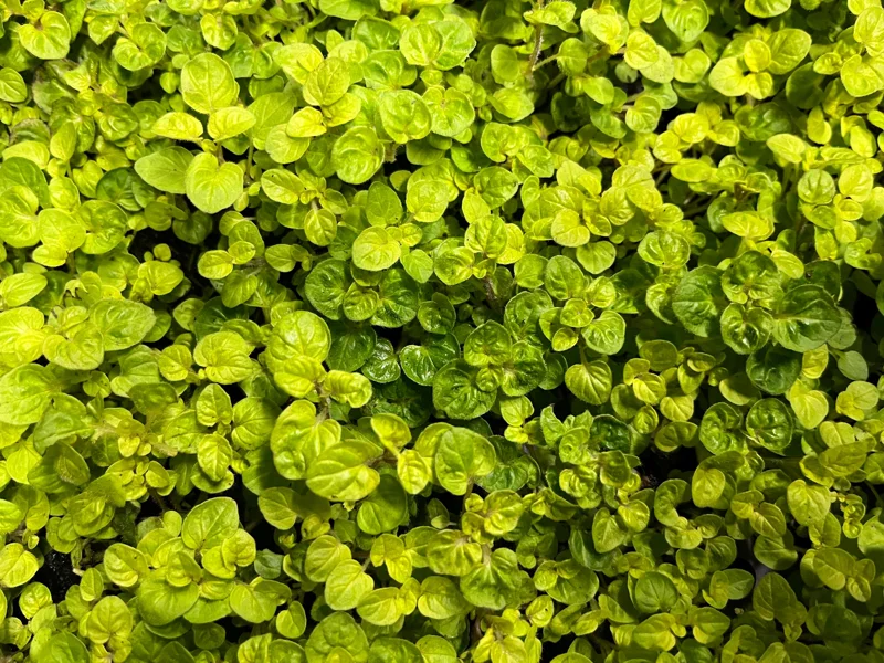 Marjoram Live Herb Plant Starter - Mediterranean Culinary & Apothecary Use - Image 1