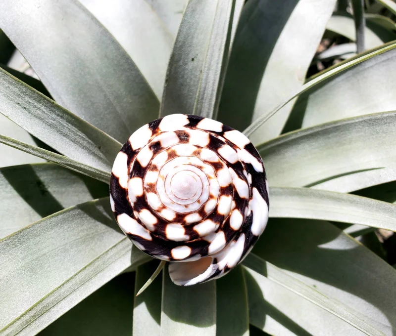 Marmoreous Sea Shell - 3 Inch Natural Beach Home Decor Accent - Image 2