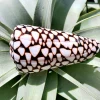 Marmoreous Sea Shell - 3 Inch Natural Beach Home Decor Accent - Image 1