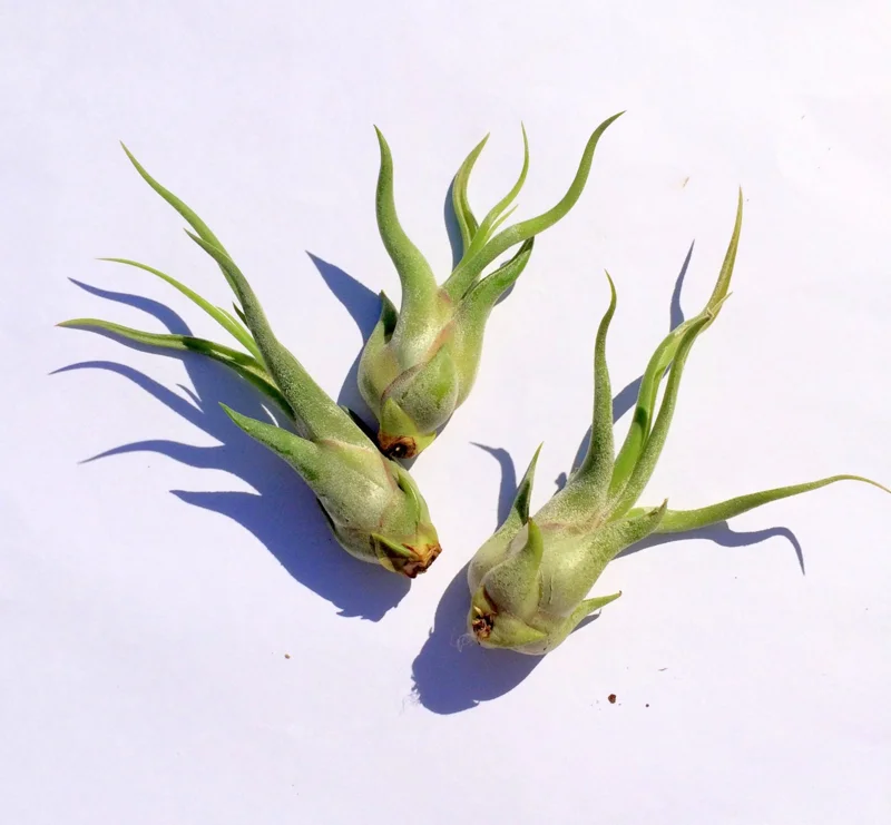 Medusa Air Plant Tillandsia Caput Medusae Live Plant - Twisted Leaves Indoor Air Plant - Image 2