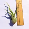 Medusa Air Plant Tillandsia Caput Medusae Live Plant - Twisted Leaves Indoor Air Plant - Image 1