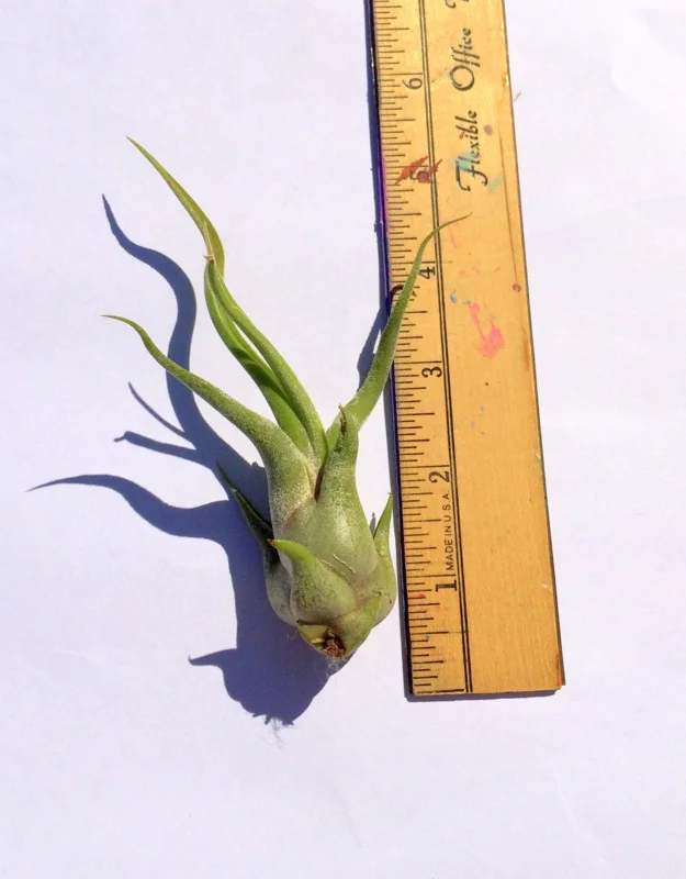 Medusa Air Plant Tillandsia Caput Medusae Live Plant - Twisted Leaves Indoor Air Plant - Image 1
