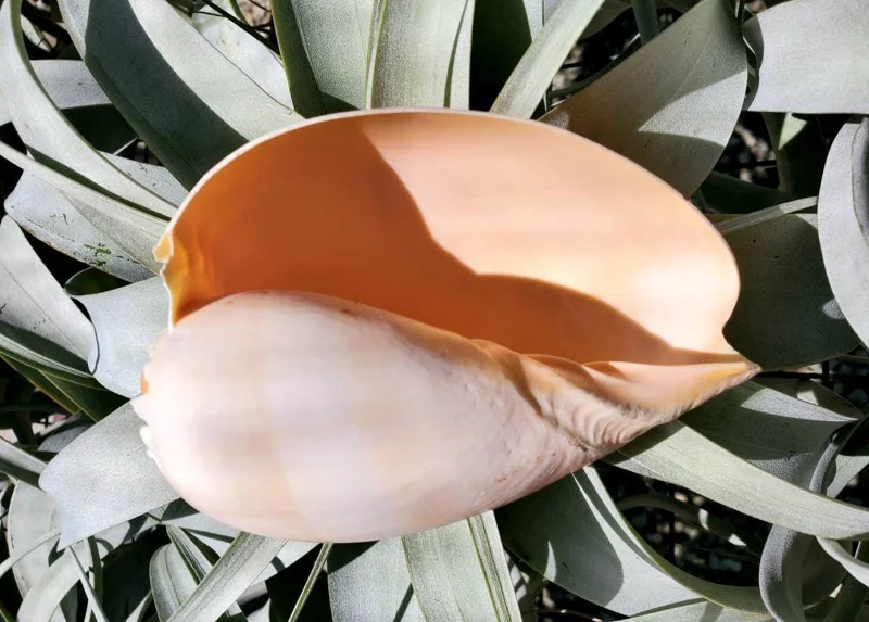 Melo Sea Shell Decor - Real Natural Shell for Beach Home & Air Plants, 4-8 inches - Image 2