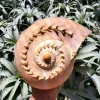 Melo Sea Shell Decor - Real Natural Shell for Beach Home & Air Plants, 4-8 inches - Image 1