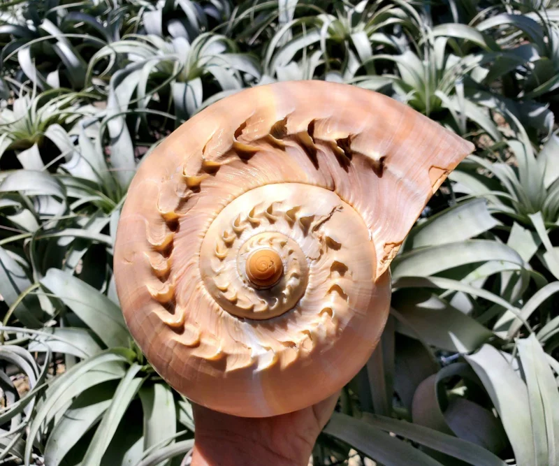 Melo Sea Shell Decor - Real Natural Shell for Beach Home & Air Plants, 4-8 inches - Image 1