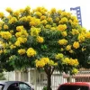 Milk Crape Myrtle Cuttings for Rooting - Fast Grow Plant - 7 Cuttings - Image 1