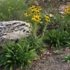 Missouri Coneflower Live Plant - Rudbeckia Missourensis - Starter Plant - 2.5x3.5 inch Pot - Image 1