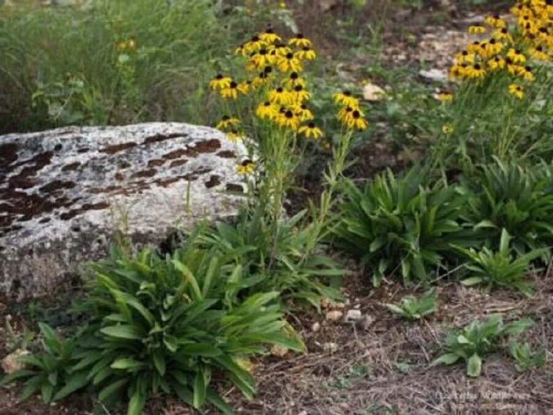 Missouri Coneflower Live Plant - Rudbeckia Missourensis - Starter Plant - 2.5x3.5 inch Pot - Image 1