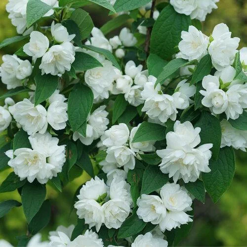 Mock Orange 'Illuminati Spice' Live Plant - 5-7 Inch Starter Shrub, Fragrant Flowers - Image 2