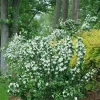 Mock Orange 'Illuminati Spice' Live Plant - 5-7 Inch Starter Shrub, Fragrant Flowers - Image 1