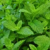 Mojito Mint Seeds (5000 Count) or Live Plant (4-7 inch) - Non-GMO Herb - Image 1