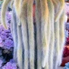 Monkey Tail Cactus Live Plant - Hildewintera Colademononis, Rare Succulent, 6-8 inch Bare Root - Image 1