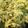 Mortgage Lifter Tomato Live Plants - 4 Pack, 6-10 inches Tall, Heirloom Vegetable - Image 1