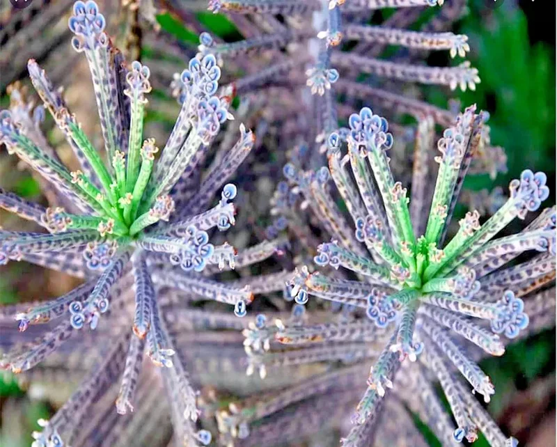 Mother of Millions (Kalanchoe tubiflora) Seeds - Drought Tolerant Succulent - 25 Seeds - Image 2