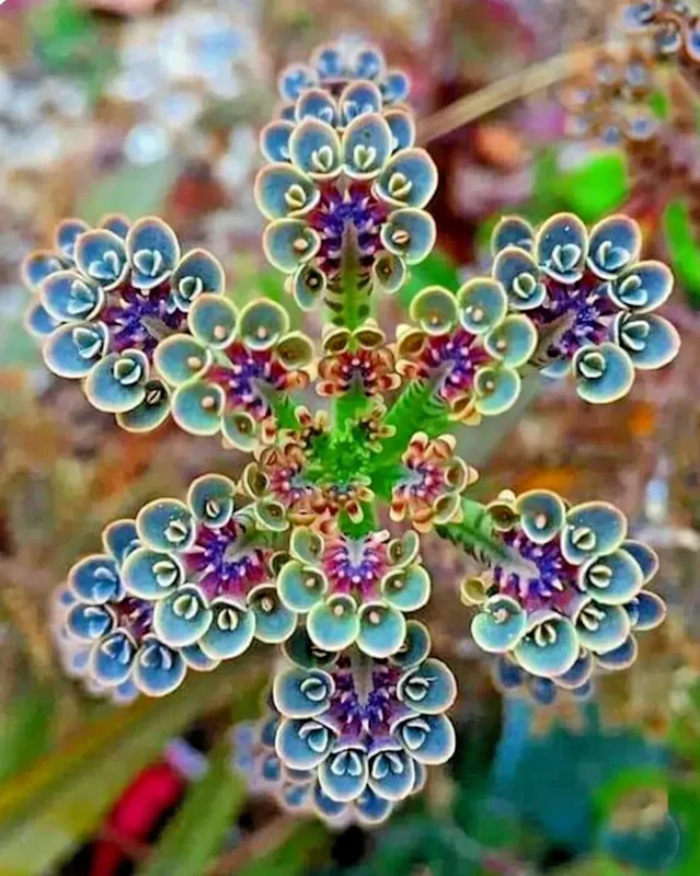 Mother of Millions (Kalanchoe tubiflora) Seeds - Drought Tolerant Succulent - 25 Seeds - Image 1