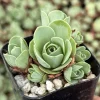 Mountain Rose Succulent Live Plant - Greenovia aurea - 2 or 4 Inch Pot - Image 1