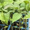 Mr. Stripey Tomato Live Plants - 2 Pack, 6-10 Inches Tall, 60+ Days Old - Image 1