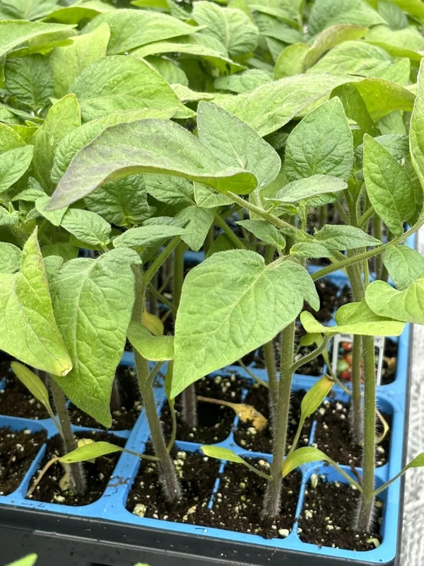 Mr. Stripey Tomato Live Plants - 2 Pack, 6-10 Inches Tall, 60+ Days Old - Image 1
