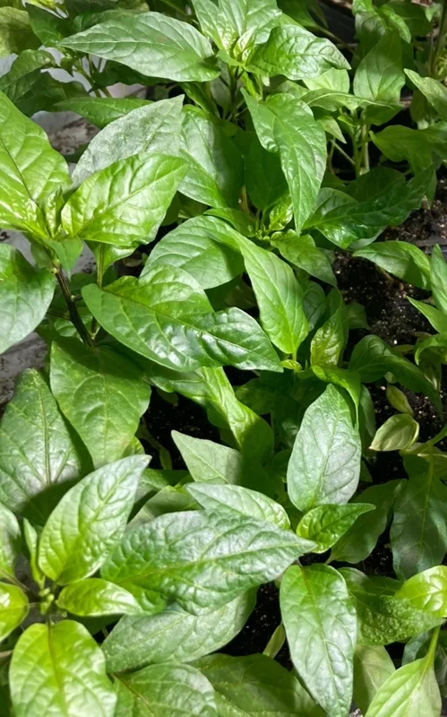 Mulato Isleno Island Chocolate Chili Live Plants - Lot of 3 Hot Pepper Plants, 1000 SHU, Vegetative Stage - Image 2