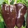 Mulato Isleno Island Chocolate Chili Live Plants - Lot of 3 Hot Pepper Plants, 1000 SHU, Vegetative Stage - Image 1