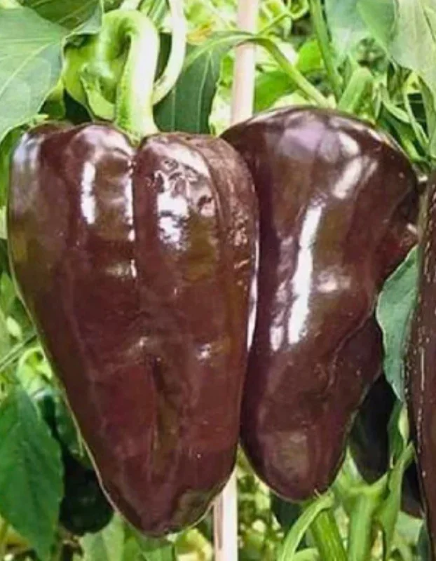 Mulato Isleno Island Chocolate Chili Live Plants - Lot of 3 Hot Pepper Plants, 1000 SHU, Vegetative Stage - Image 1
