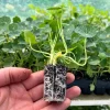 Nasturtium Seedling Plug - Live Plant - Edible Flowers & Leaves - 1-inch Pot - Image 1