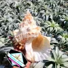 Natural Boba Sea Shell - Real Coastal Beach Home Decor & Air Plant Holder - Image 1