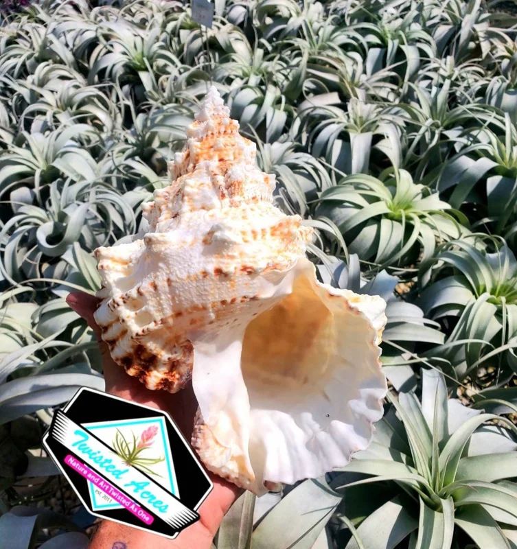Natural Boba Sea Shell - Real Coastal Beach Home Decor & Air Plant Holder - Image 1