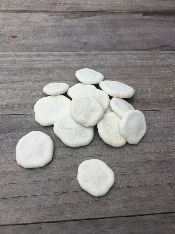 Natural Sand Dollars - Coastal Decor & Craft Supplies - Bulk Sea Biscuits - Image 1
