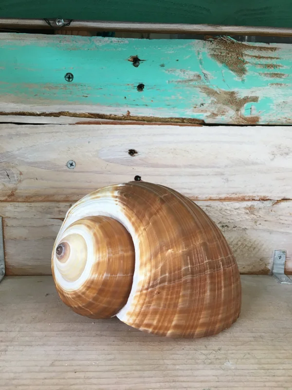 Natural Seashell Decor - Single for Wedding Favors, Terrariums & Crafts, 1-3 inches - Image 2