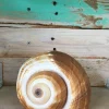 Natural Seashell Decor - Single for Wedding Favors, Terrariums & Crafts, 1-3 inches - Image 1