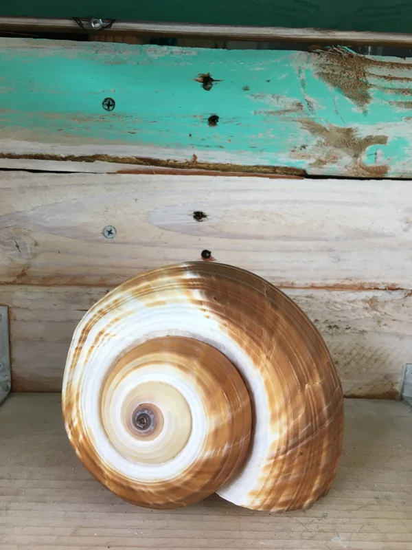 Natural Seashell Decor - Single for Wedding Favors, Terrariums & Crafts, 1-3 inches - Image 1
