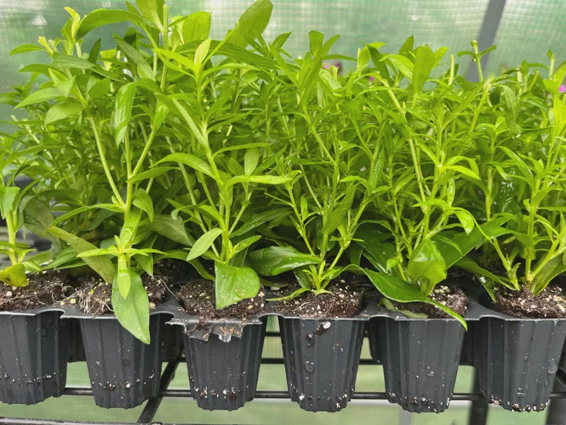 New England Aster Live Plant - Kickin Series - Perennial Wildflower for Pollinators, 18-24" Tall - Image 10