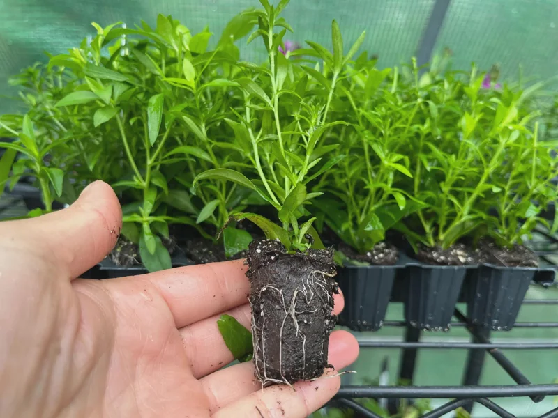 New England Aster Live Plant - Kickin Series - Perennial Wildflower for Pollinators, 18-24" Tall - Image 2