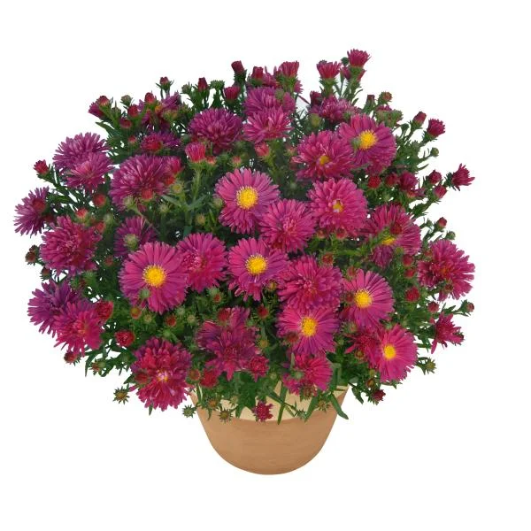 New England Aster Live Plant - Kickin Series - Perennial Wildflower for Pollinators, 18-24" Tall - Image 6