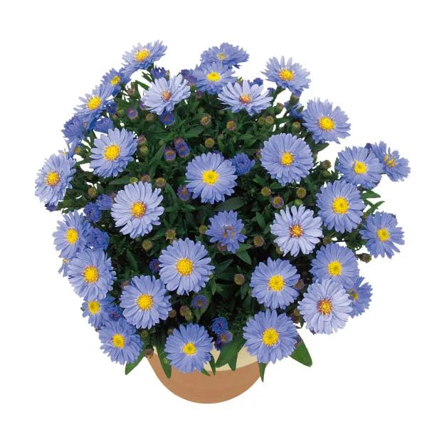 New England Aster Live Plant - Kickin Series - Perennial Wildflower for Pollinators, 18-24" Tall - Image 7