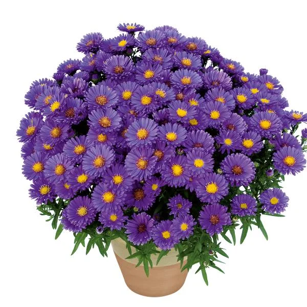 New England Aster Live Plant - Kickin Series - Perennial Wildflower for Pollinators, 18-24" Tall - Image 8