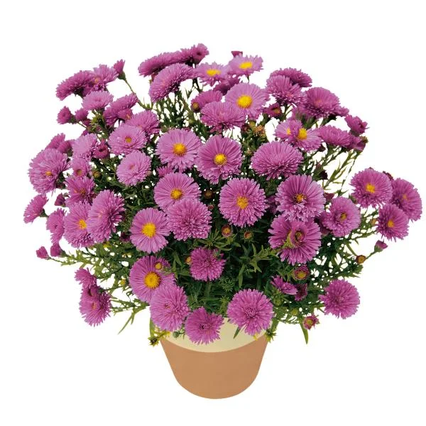 New England Aster Live Plant - Kickin Series - Perennial Wildflower for Pollinators, 18-24" Tall - Image 9