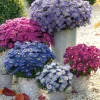 New England Aster Live Plant - Kickin Series - Perennial Wildflower for Pollinators, 18-24" Tall - Image 1