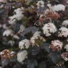 Ninebark 'Diablo D'Or' Live Plant - Physocarpus, 5-6 Inch Starter Shrub - Image 1